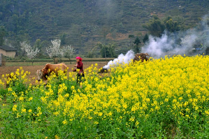 mua-hoa-cai-ha-giang